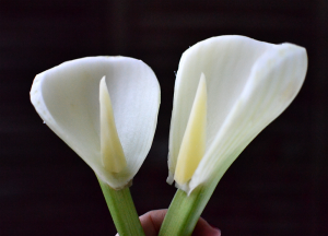 Arums de fenouil © Tendance Food